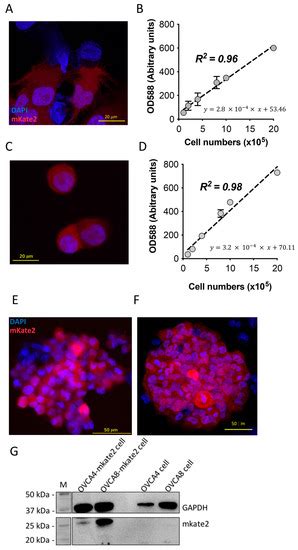 Ijms Free Full Text Understanding Of Ovarian Cancer Cell Derived