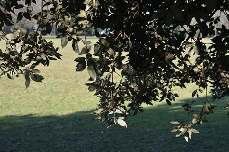 hanging leaves  tree stock image image  leaves