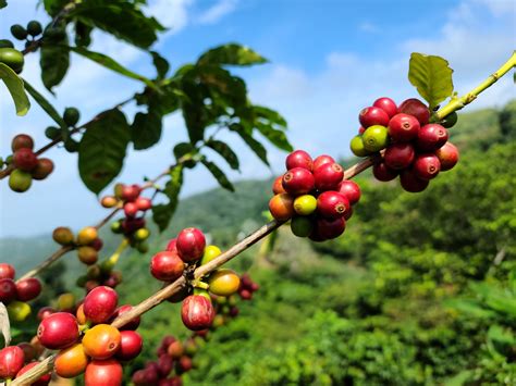 Puerto Rico Coffee Roasters