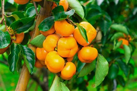 The Wild Persimmon Tree Minneopa Orchards