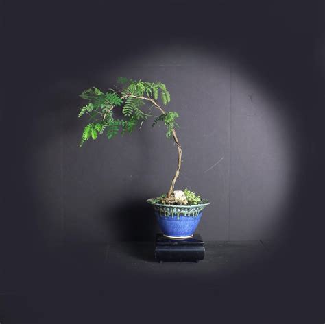 32+ Acacia Bonsai Care Full - Hobby plan