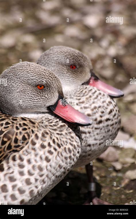 Two Cape Teal Anas Capensis Taken At Martin Mere Wwt Lancashire Uk