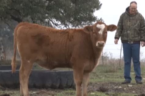 Check Out This Red Heifer Born In Texas Is It Connected To Bible