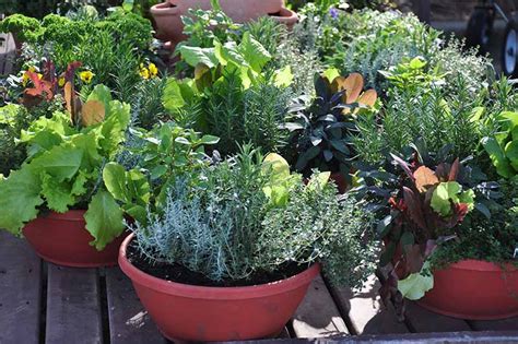 How To Grow Vegetables In Containers Gardeners Path