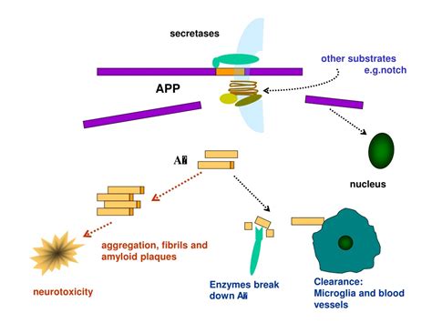 Ppt Amyloid Beta Protein May Initiate A Cascade Leading To Ad