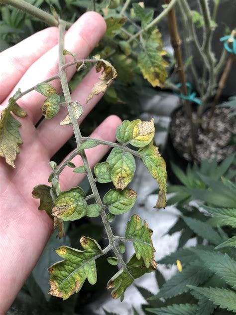 My tomatoe's leaves are yellowing and dying : r/plantclinic