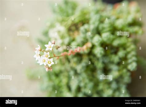 Succulent Plant Flower Sedum Dasyphyllum Stock Photo Alamy