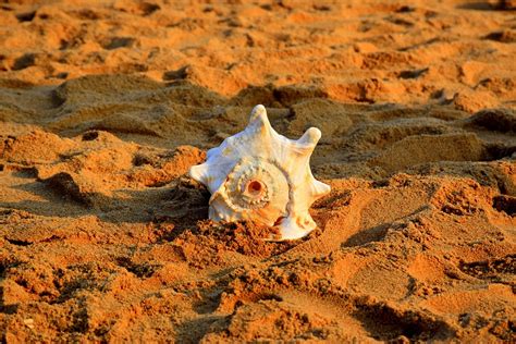Sand Conch Shell Shankha Free Photo On Pixabay Pixabay