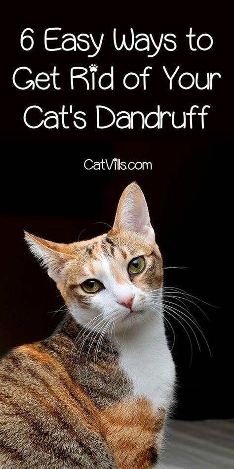 Easy Ways To Get Rid Of Dandruff On Your Cat Cat Dandruff Cat