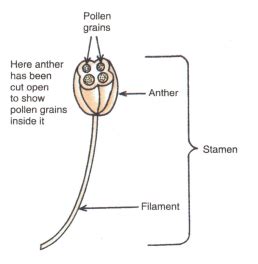 What Is A Stamen Draw The Diagram Of A Stamen And Label Its Parts