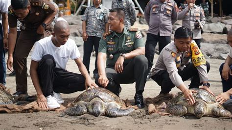 Pelepasan Penyu Hijau Hasil Tangkapan Polres Jembrana YouTube