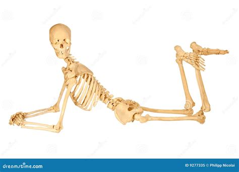 Human Skeleton Body On A Grey Background Stock Photography