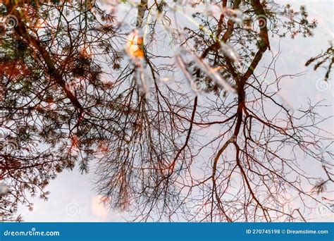 Nature View Of Swamp Water And Reflection Of Tree Branches In Brown