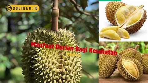 Temukan Manfaat Durian Untuk Kesehatan Ternyata Luar Biasa Solider