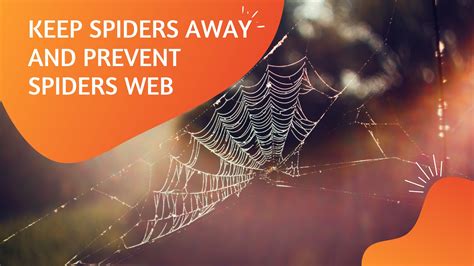 What Should You Do To Keep Spiders Away And Pre