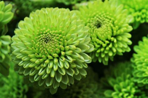 Chrysanthemum Green Button Spray Mums Flower Floral Expert