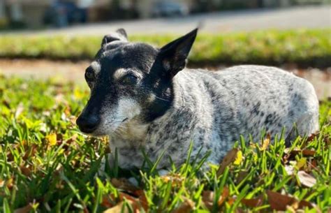 Rat Terrier Mixes 20 Different Rattie Crossbreeds K9 Web