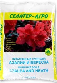 Азалия - уход в домашних условиях: полив, пересадка, размножение, сорта ...