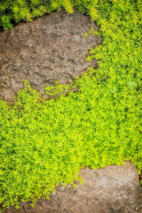 10 Plants: Ground cover ideas | plants, ground cover, ground cover plants