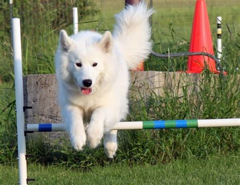 Training Your Samoyed Dog