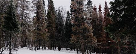 Деревенское колдовство - Петр Свобода. | Дорогие друзья, рад ...