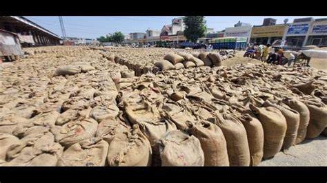 Grain Glut As Haryana Mandis Inundated With Paddy Stock Hindustan Times