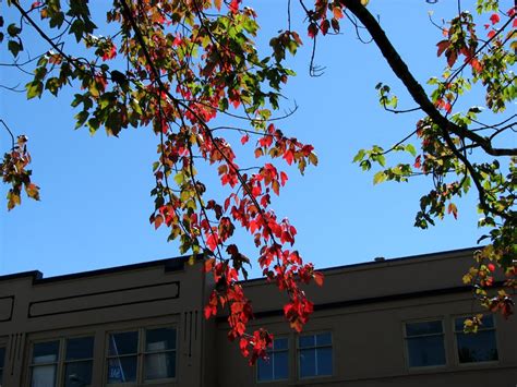 Astoria Oregon Daily Photo Fall Colors In August