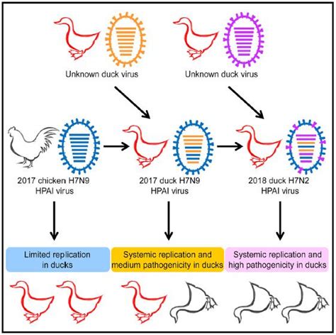 继h7n9之后，我国研究人员在鸭子体内发现新禽流感病毒 生物通