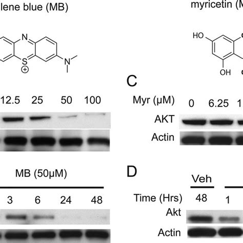 Hsp Atpase Inhibitors Show Reductions In Akt Levels In Hela Cells