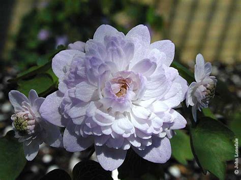 Anemonella | Pacific Bulb Society