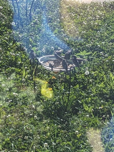 Funerary Dagger Moth larvae : r/GardenWild