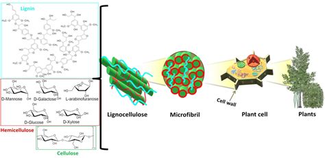 Scheme 1 Lignocellulosic Biomass From Plant Cell Wall And Its Download Scientific Diagram