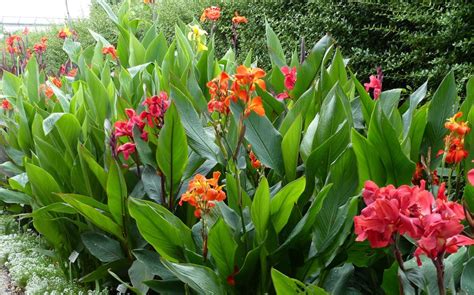 Canna Plantation Entretien Soin Le Parisien