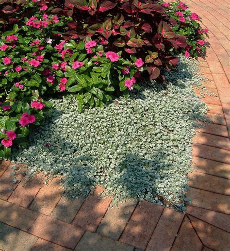 Дихондра ползучая (73 фото) - фото - картинки и рисунки: скачать бесплатно