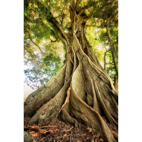 Avatar Tree Treegirl Nude Fine Art Print Etsy Australia