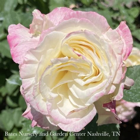 R40 Roses Hybrid Tea Topiary 5 36 PT Rosa Double Delight Red And