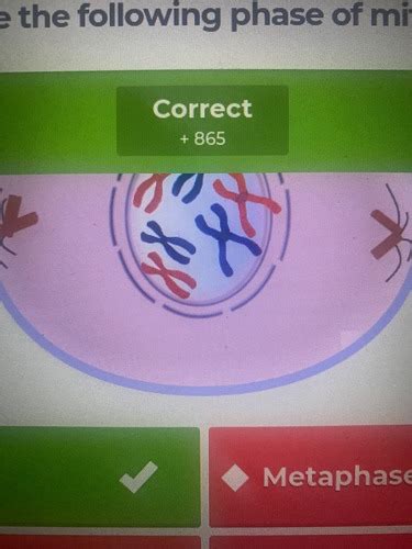 Mitosis And Meiosis Flashcards Quizlet