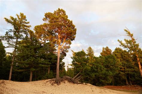 Pine Trees Grow On Sandy Soil Tree Roots Are Sticking Out Of The Sand