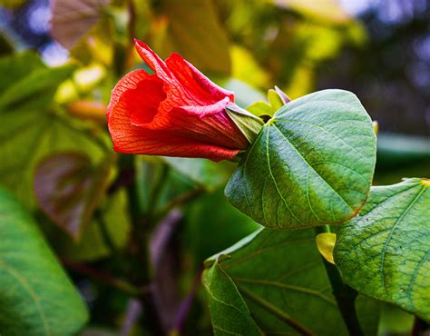 fotografia fondo borroso  behance