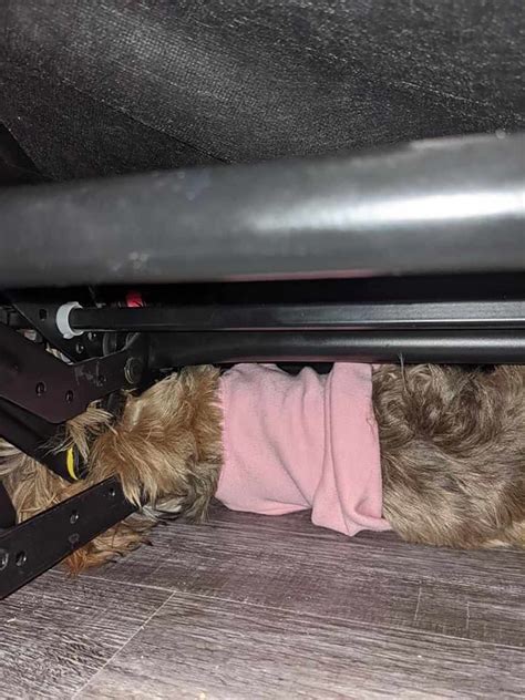 Firefighters Save a Little Dog Named Bean After She Got Trapped in a ...