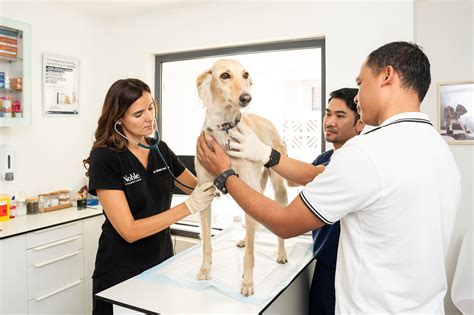 Lymphoma in Dogs: A Pet Owner’s Guide