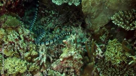 Striped Black And White Snake On Coral Reef On Underwater Seabed In