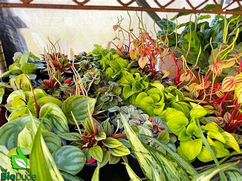 Tropical Terrarium Plants Discover The Best Plants For Your Terrarium Vital Frog