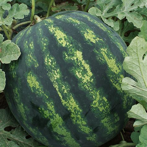 Арбуз Романза — описание, фото и характеристики сорта