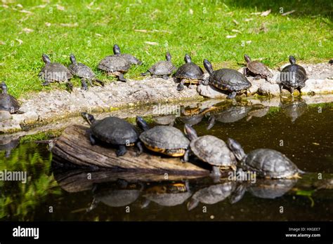 Turtles Sunning Tortoises Doing Sunbath Stock Photo Alamy