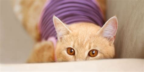 Why Do Cats Run Around At Night – 7 Crazy Reasons!