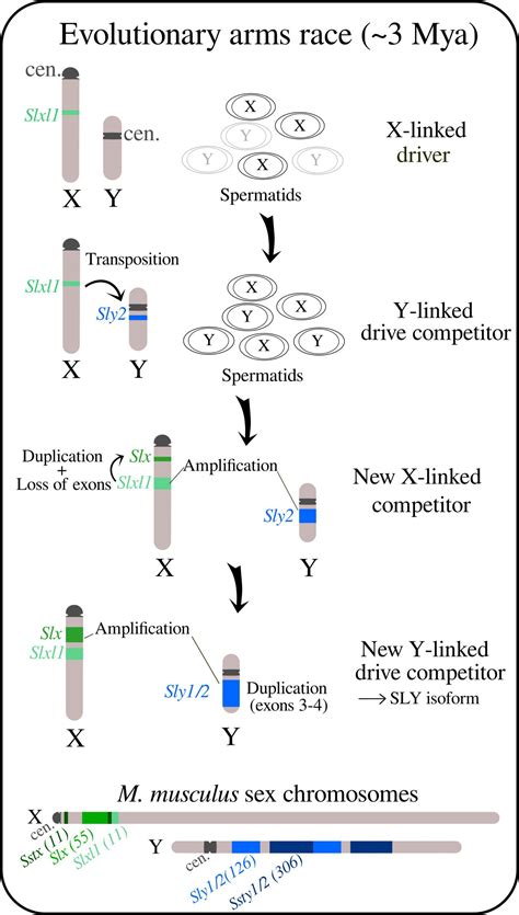 Sex Ratio Drive In Mice A Binding Competition Between Sex Linked Genes