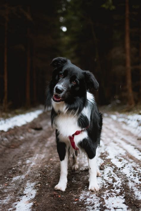 The Power Pups: Unleashing the Energy of the Most Energetic Dog Breeds | Albany Off Leash K9 Dog
