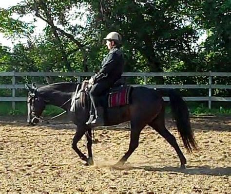 Gaited Western Dressage Naturally Gaited Horse