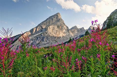 Alpine Vegetation by Burtn on DeviantArt